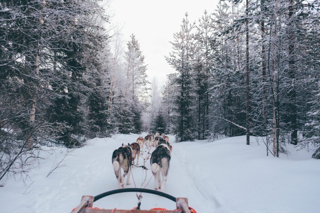 Mit den Hunden durch die Schneelandschaft. Huskytouren gibt es auch in Deutschland