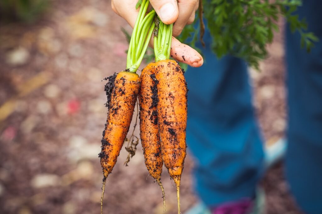 Karotten aus dem eigenen Gemüseanbau