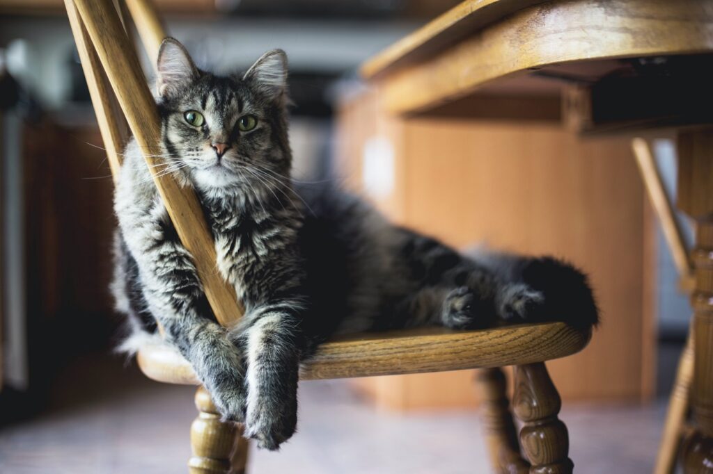 Eine Katze ist ein geeignetes Haustier für Best Ager