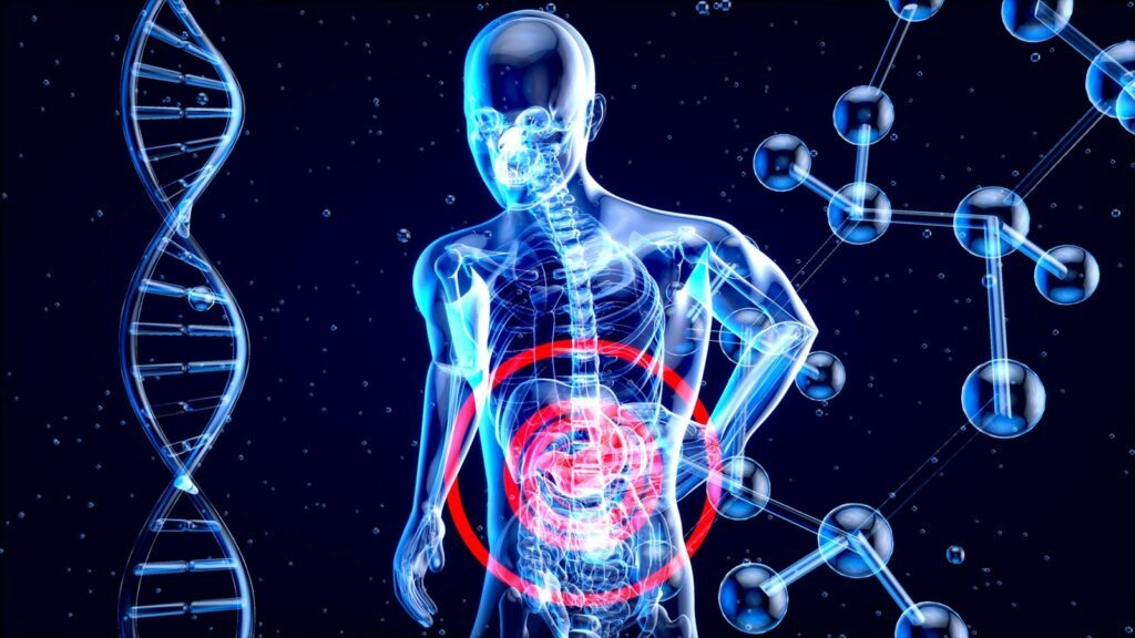 Gesünder altern mit Intervallfasten – Wissenschaft deckt neue Vorteile auf 2 Das Intervallfasten hat positive Auswirkungen auf den Darm