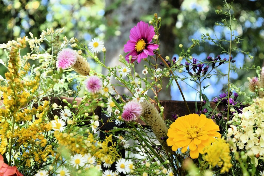 Bienen, Biodiversität, Balance - Gartentipps vom Experten 2 Wildblumen im Garten sind ein Paradies für Insekten und Vögel