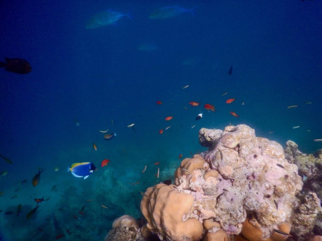 Coral Woman: Wie Meeresaktivistin Uma Mani mit 50 das Schwimmen lernte 5 DSCN2342