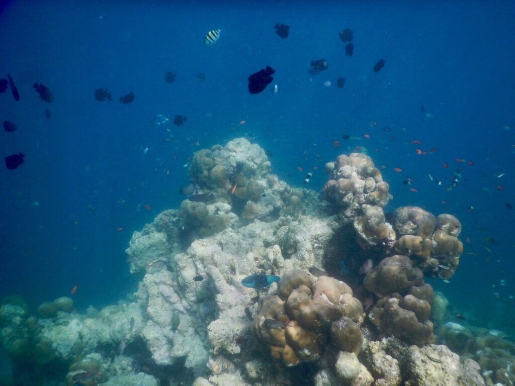 Coral Woman: Wie Meeresaktivistin Uma Mani mit 50 das Schwimmen lernte 2 DSCN2345